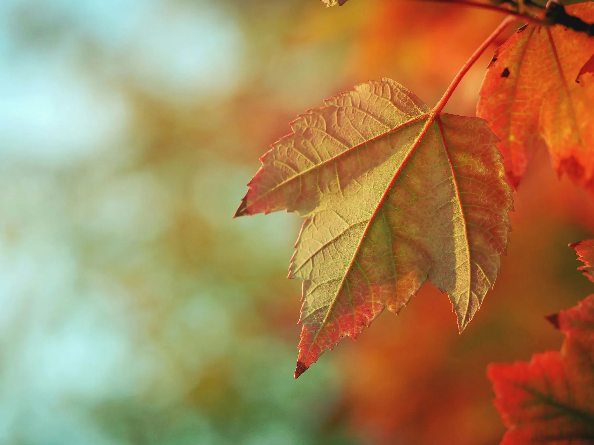 An autumn leaf glowing gold and orange in the sunlight.
